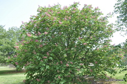 Aesculus hippocastanum 'Baumanii' — photo 2